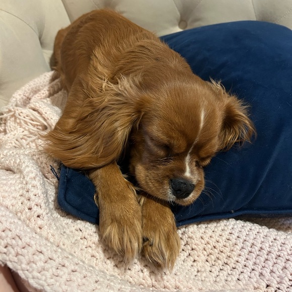 ♥️ Welcome to my Closet ♥️ - Picture 4 of 8